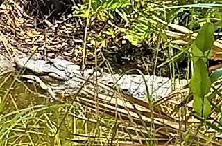 Picture of Sunbathing Florida Alligator