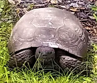 Picture of Florida Gopher Tortoise